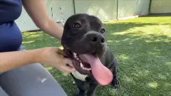 Dog found abandoned in cage along I-275 in Tampa rescued and up for adoption