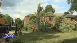 Communities cleaning up after powerful storms down trees, branches across Mass.